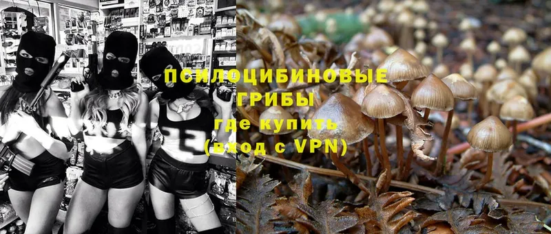 Галлюциногенные грибы MAGIC MUSHROOMS  где найти   Белореченск 